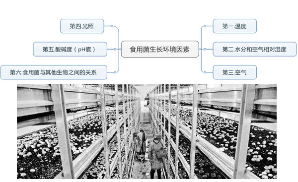 食用菌生長(zhǎng)環(huán)境因素