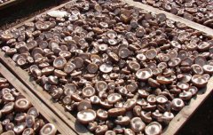 食用菌烘干房六大特點(diǎn)